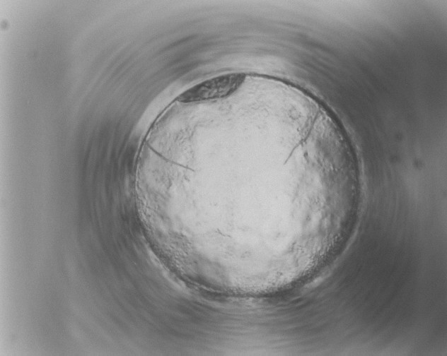 X0000051921529200507152044