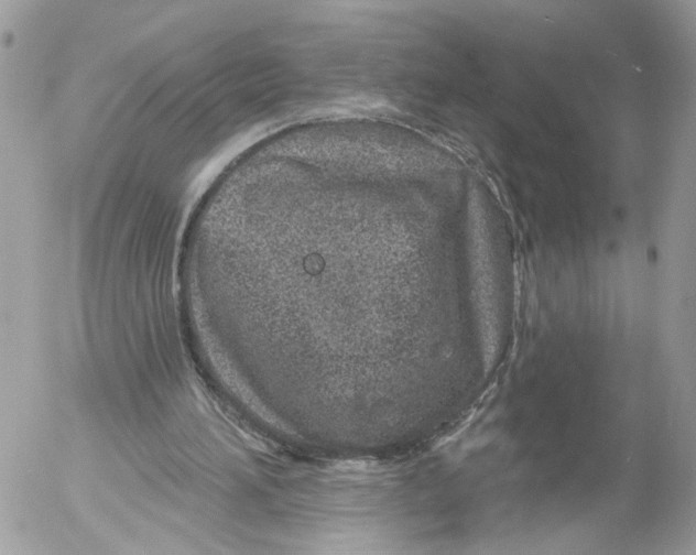 X0000052540196200507221434