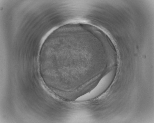 X0000052540864200507221424