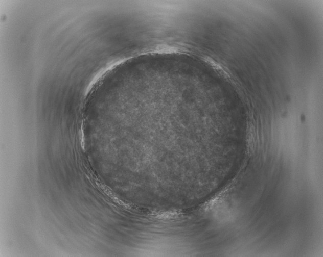 X0000052541262200507221417