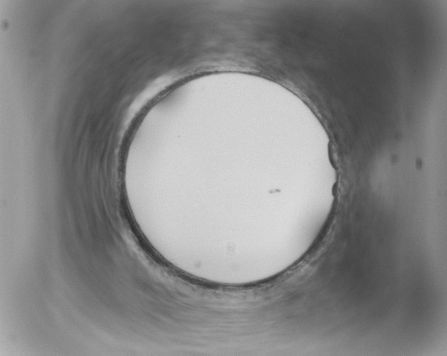 X0000052540008200507291902