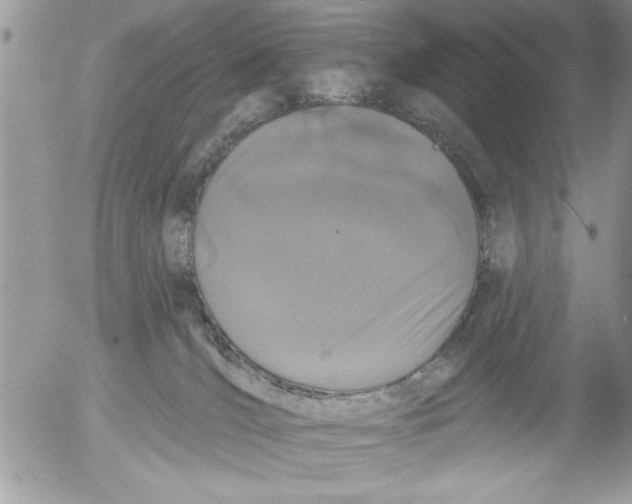 X0000052540036200507291901