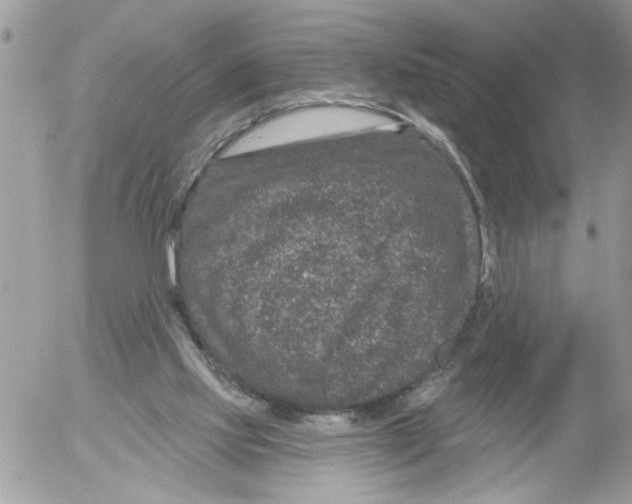 X0000052540061200507291901