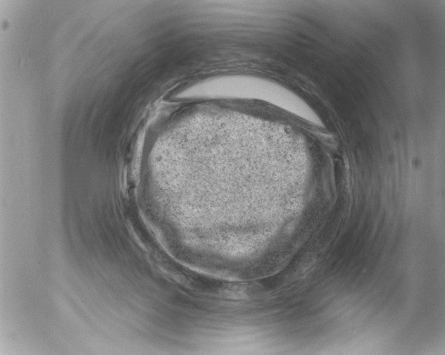 X0000052540076200507291901