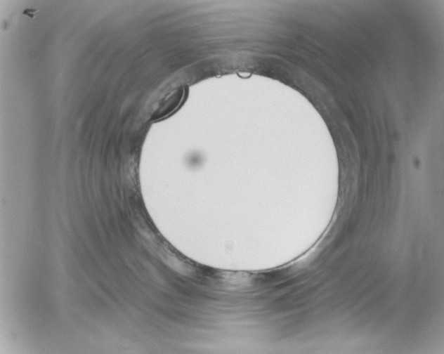 X0000052540144200507291900