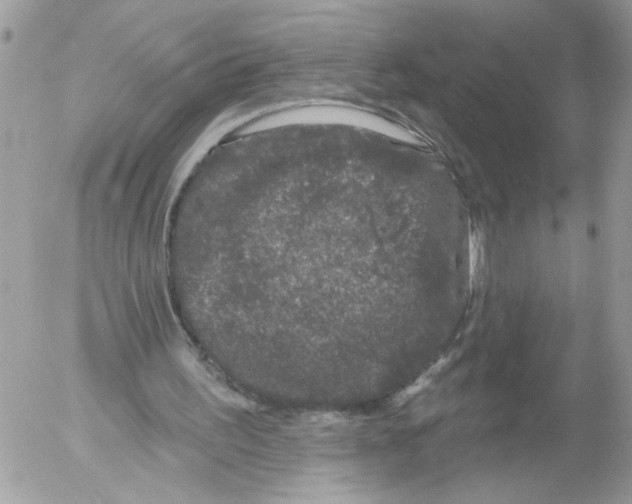 X0000052540195200507291859