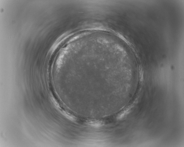 X0000052540199200507291859