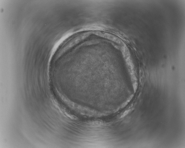 X0000052540200200507291859