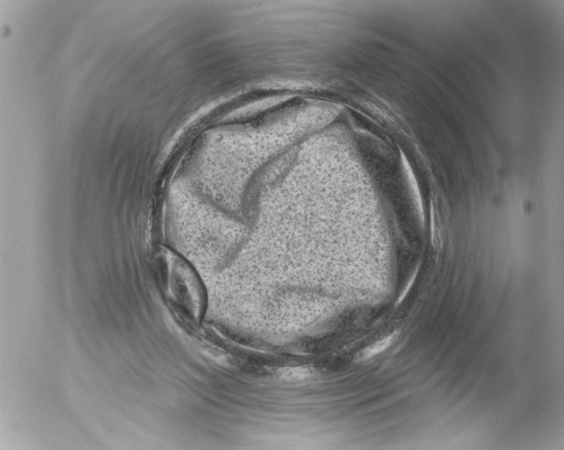 X0000052540204200507291859