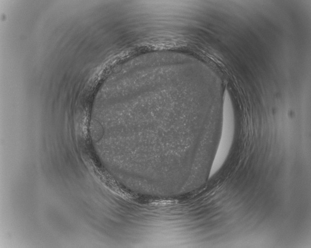 X0000052540499200507291854