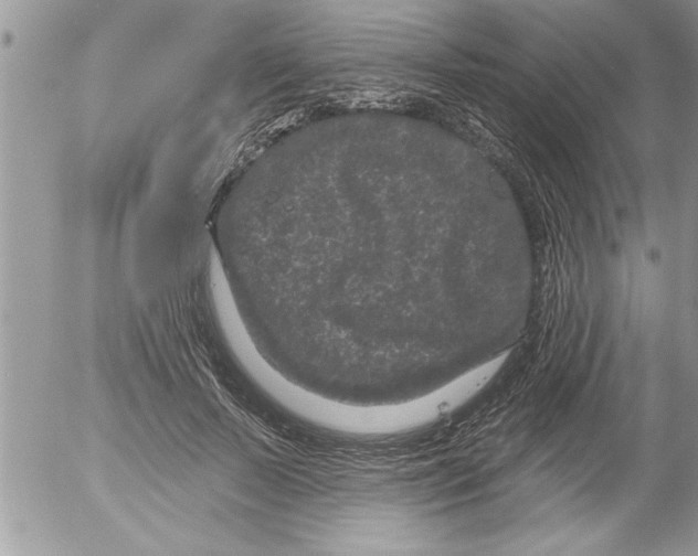 X0000052540695200507291851