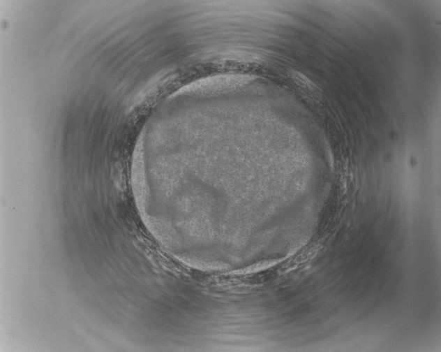 X0000052540774200507291849