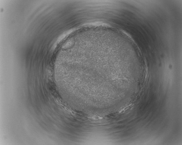 X0000052540823200507291848