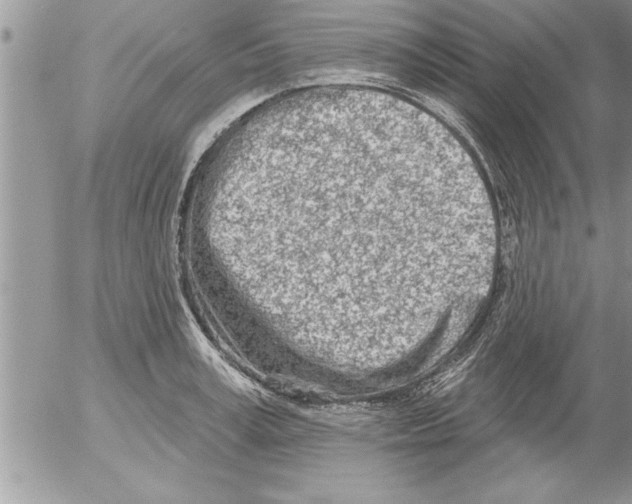 X0000052540995200507291846