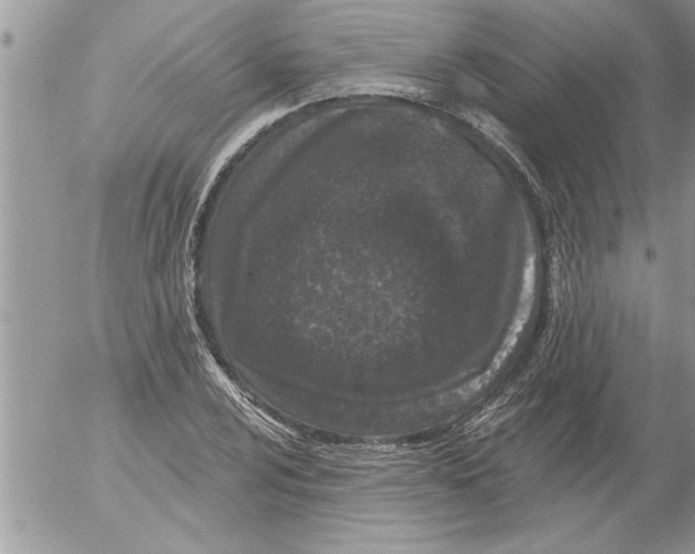 X0000052541024200507291845