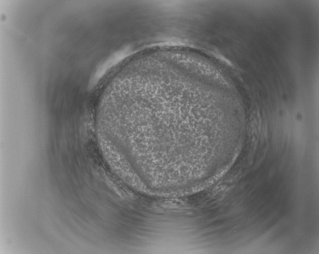 X0000052541255200507291841