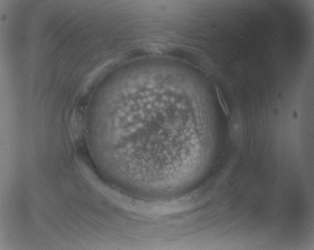 X0000052550043200507011141