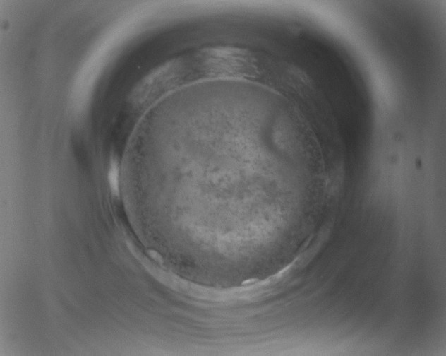 X0000052550047200507011141