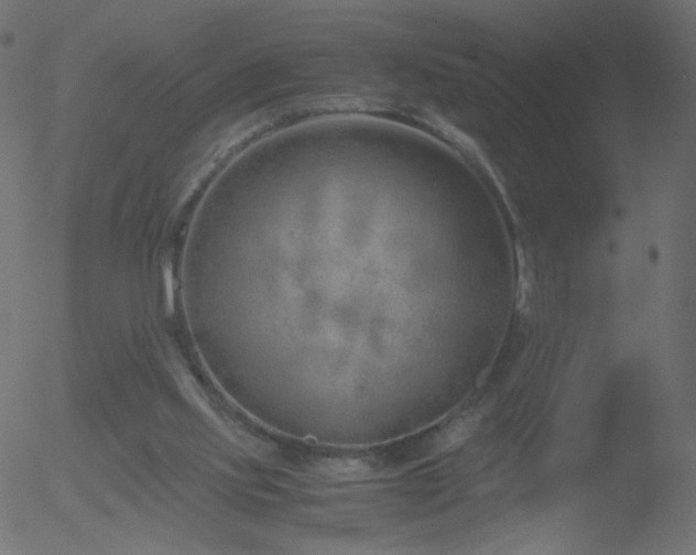 X0000052550061200507011141