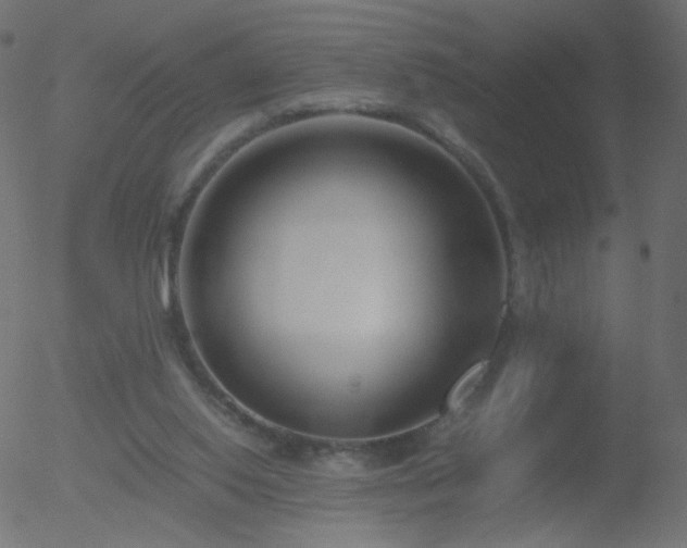 X0000052550062200507011141