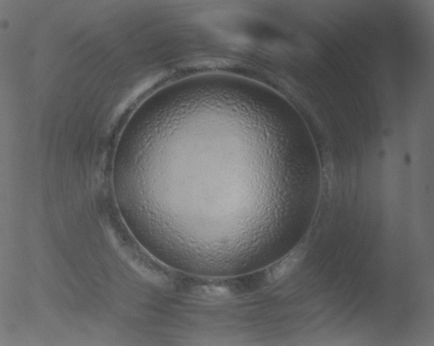 X0000052550159200507011139