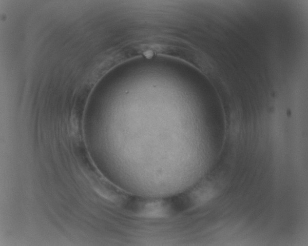 X0000052550173200507011139