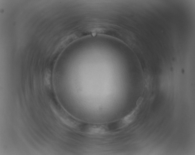 X0000052550175200507011139