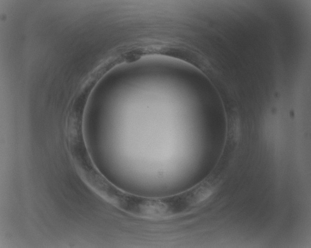 X0000052550215200507011138