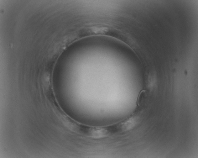 X0000052550321200507011137