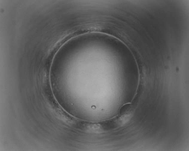 X0000052550355200507011136