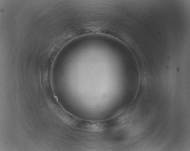 X0000052550365200507011136