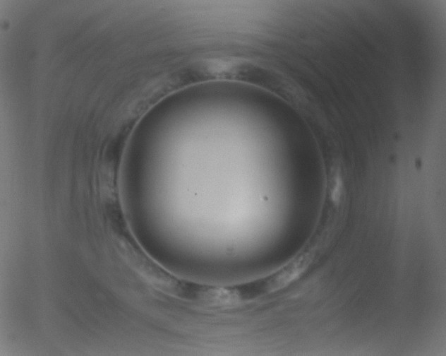 X0000052550421200507011135