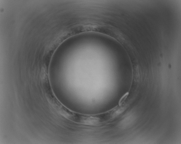 X0000052550463200507011135