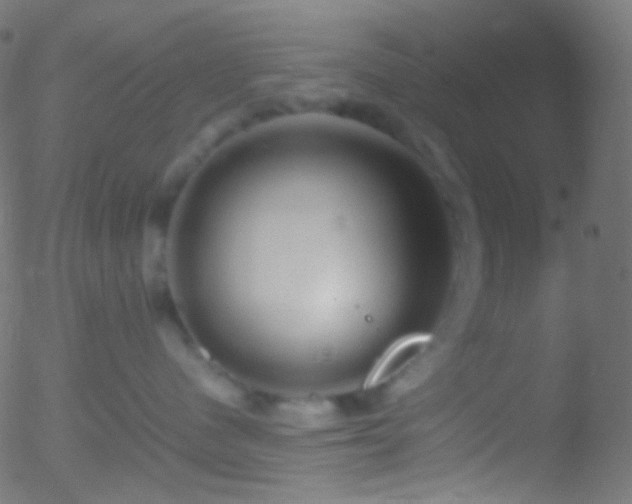 X0000052550480200507011135