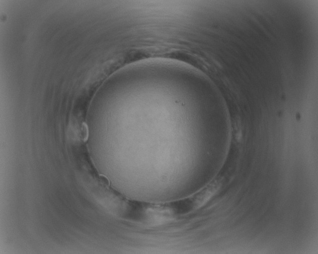 X0000052550515200507011134