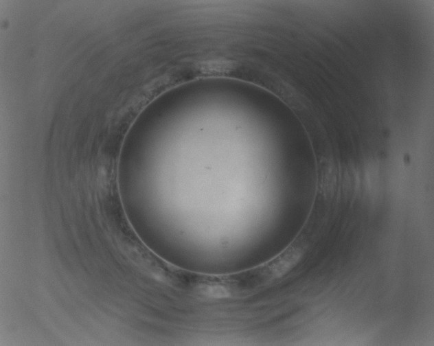 X0000052550655200507011131