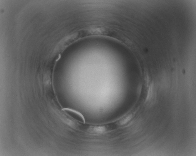 X0000052550665200507011132