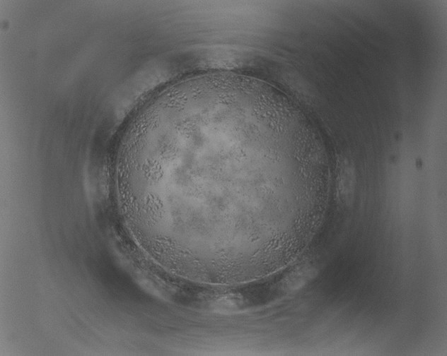 X0000052550683200507011131