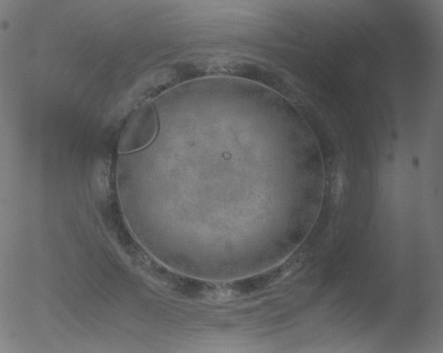 X0000052550695200507011131