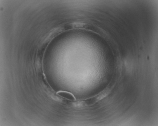 X0000052550761200507011130