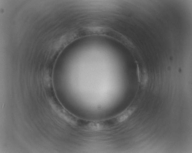 X0000052550764200507011130