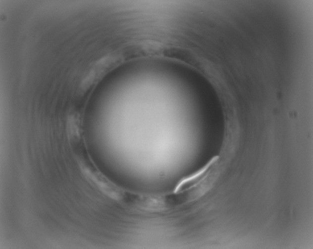 X0000052550768200507011130