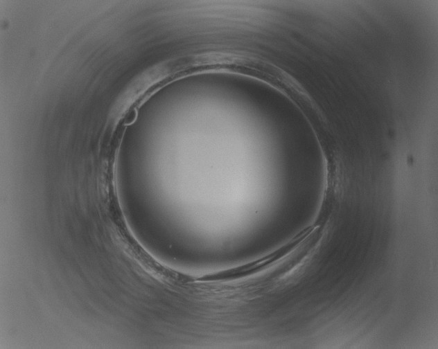 X0000052550786200507011129