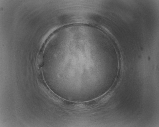 X0000052550883200507011128