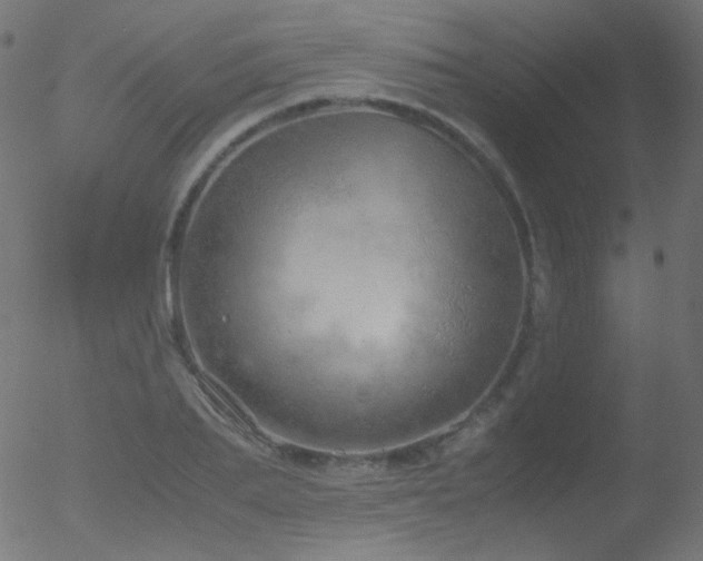 X0000052550887200507011127