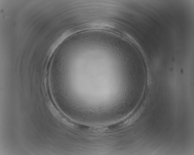 X0000052550899200507011127