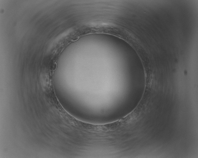 X0000052550966200507011126