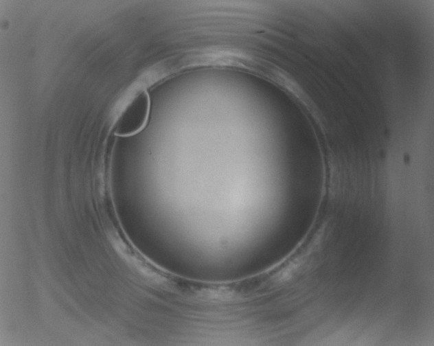 X0000052550994200507011126