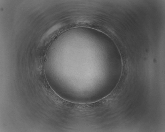 X0000052551015200507011125