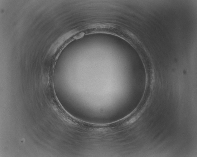 X0000052551017200507011125